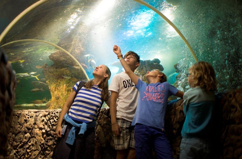 Tickets voor Sealife Blankenberge: € 29, Twee personen, Ticket of Toegangskaart