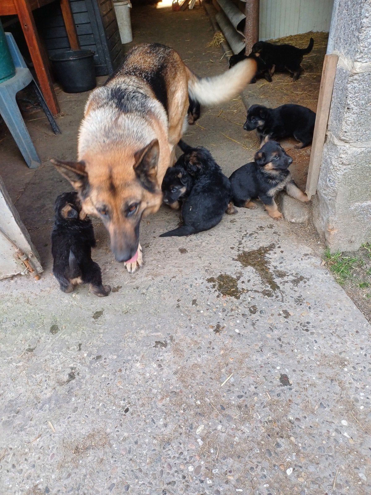 Duitse herder pups, 8 à 15 semaines, Plusieurs, Éleveur | Loisir, Hépatite contagieuse (maladie de Rubarth)