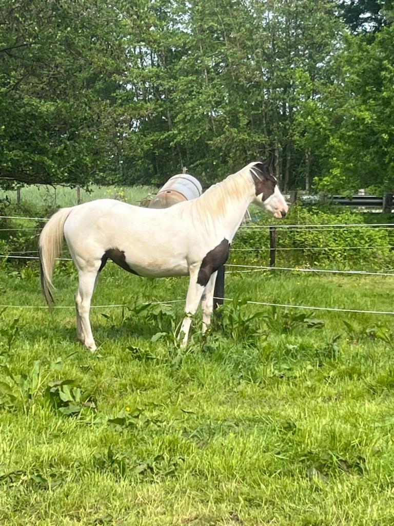 Pinto Merrie, Dieren en Toebehoren, Pony's, Merrie