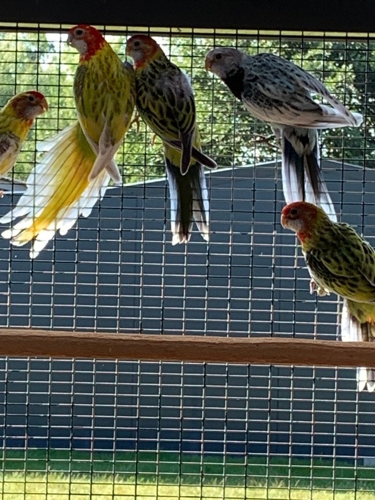Rosella's, Animaux & Accessoires, Oiseaux | Perruches & Perroquets, Perruche, Plusieurs animaux, Bagué