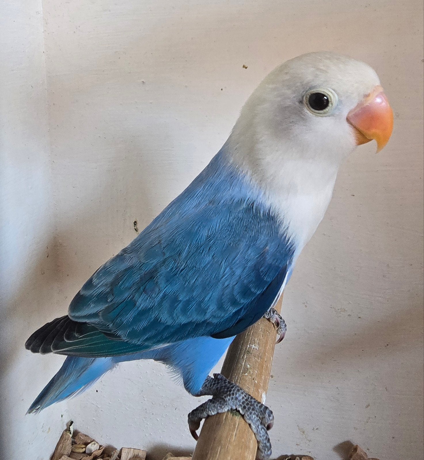 2 Blauw Opaline Fischeri 2026, Dieren en Toebehoren, Geslacht onbekend, Dwergpapegaai of Agapornis, Geringd