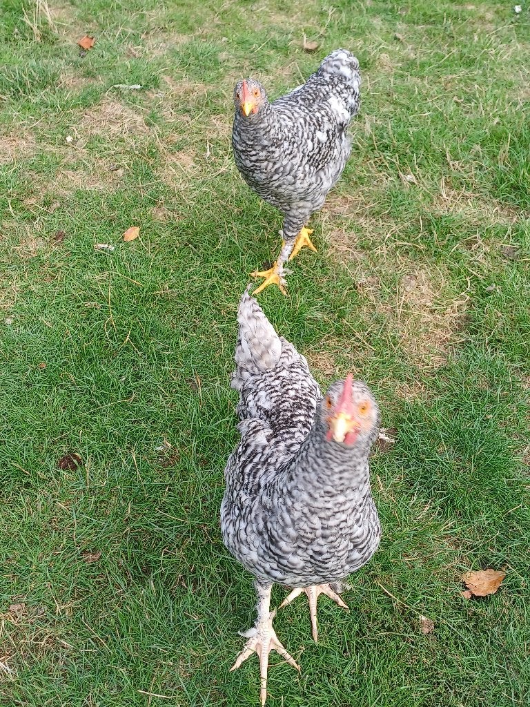 coucou maligien, Animaux & Accessoires, Femelle, Poule ou poulet