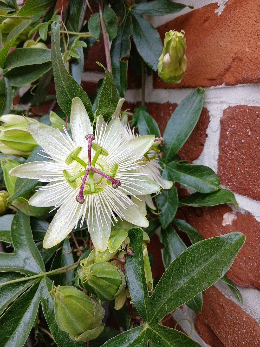 Flore de la passion, Enlèvement