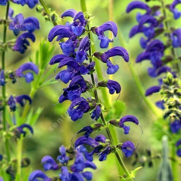 AV.GRAND CHOIX DE PLANTES A 1 €, Enlèvement