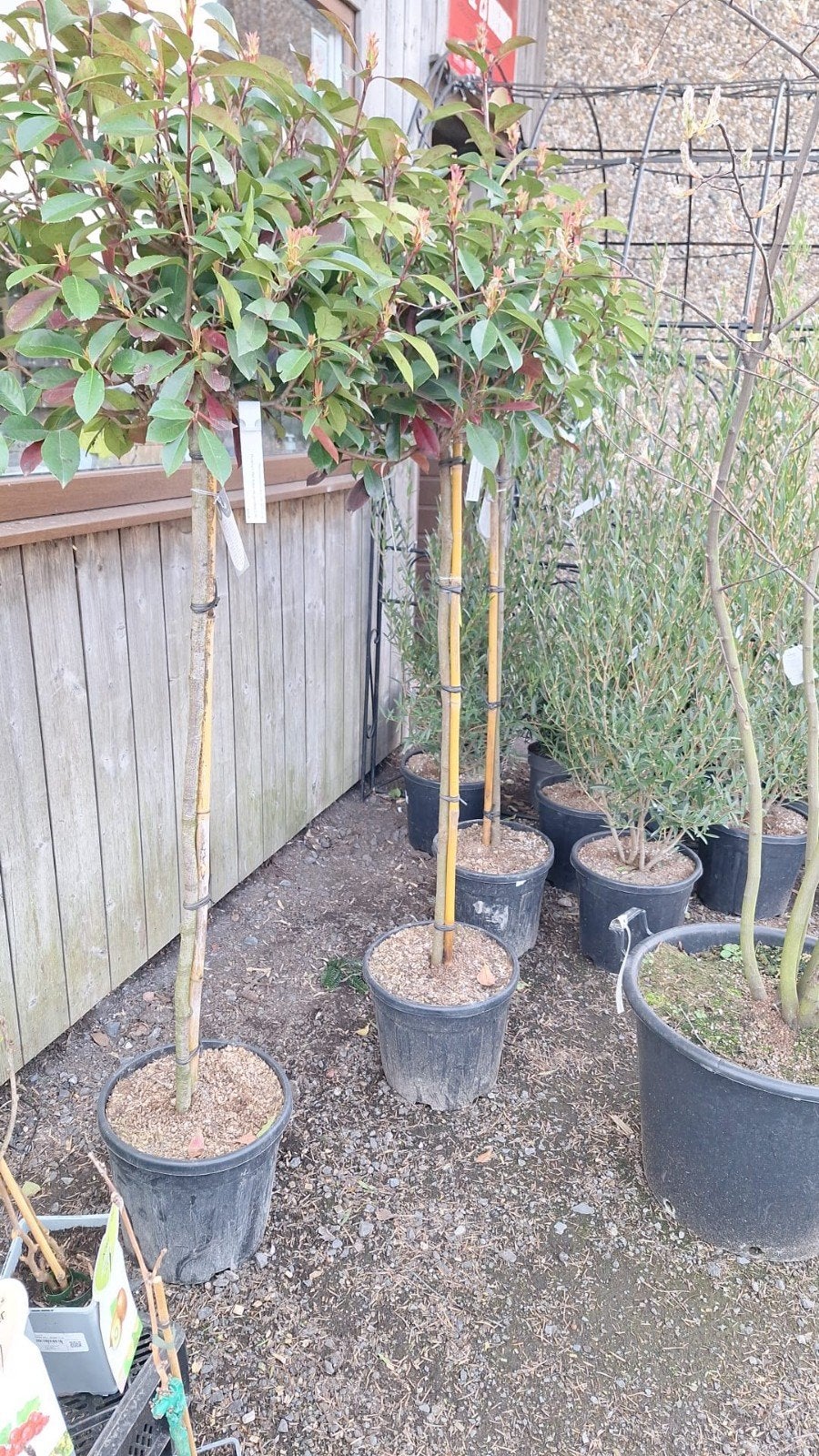 ‼️Photinia red robin op stam aan stuntprijzen ‼️, Ophalen