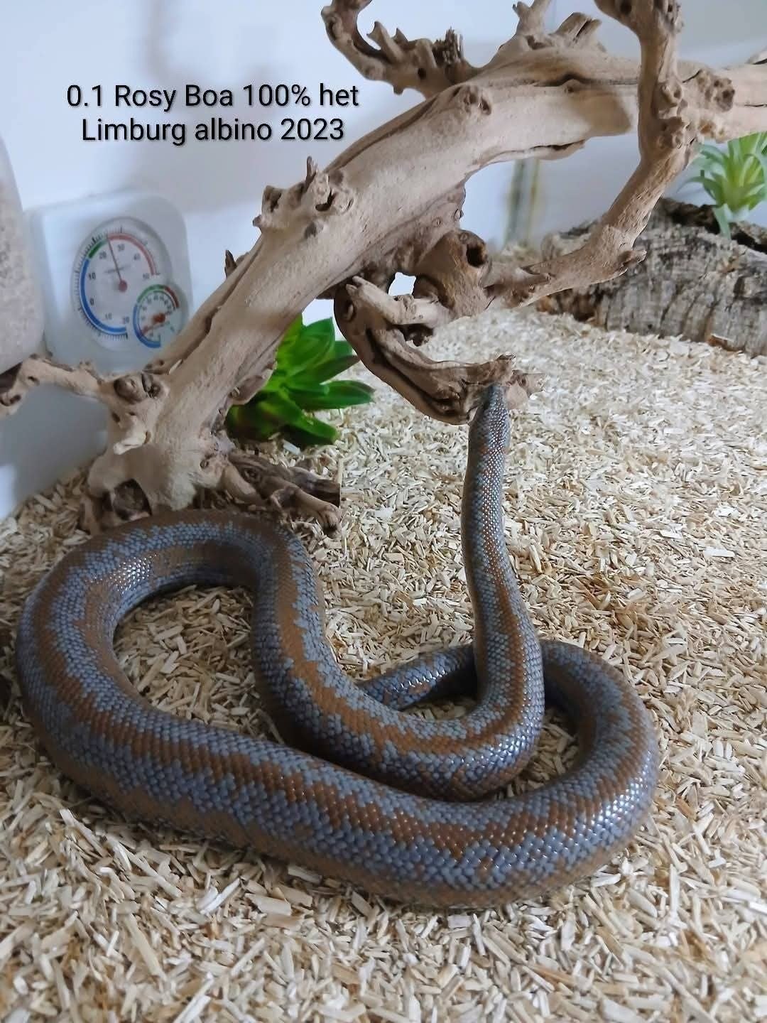 0.1 Rosy Boa 100% het Limburg albino 2023, Dieren en Toebehoren, Slang, Met terrarium, 3 tot 6 jaar