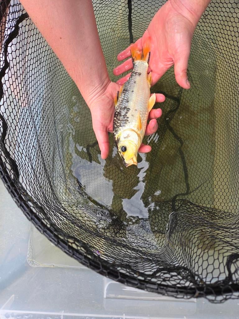Mooie koi  26 cm – eigen kweek, Dieren en Toebehoren, Vissen | Vijvervissen, Karper of Koi