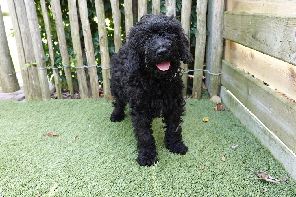 Magnifiques chiots Lagotto Romagnolo x mini Labradoodle, Maladie de Carré (chiens), Autres races, Plusieurs, Belgique