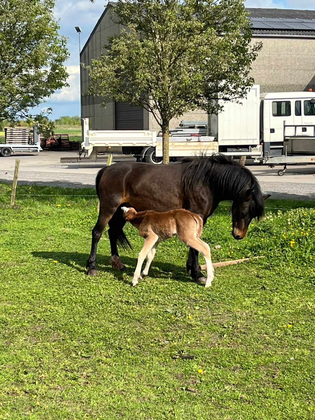 Welsh merrie met knap hengstenveulen, Dieren en Toebehoren