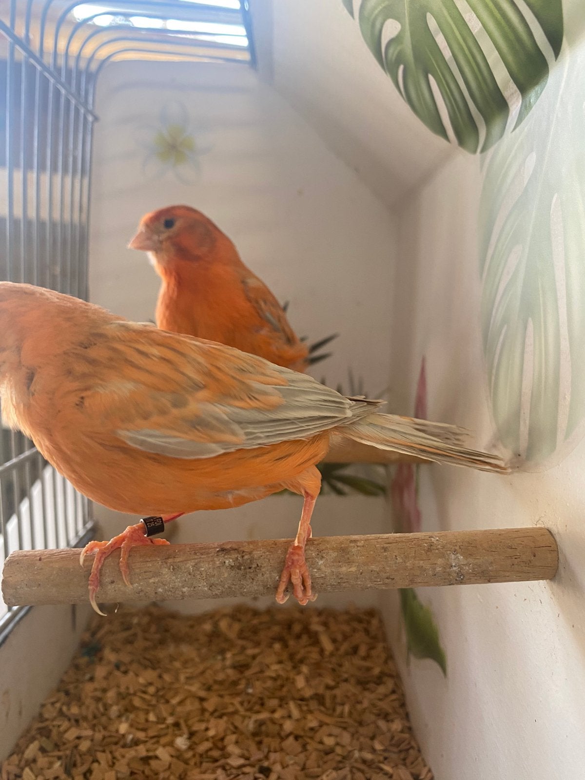 Rood zilver kleur koppel, Dieren en Toebehoren, Vogels | Kanaries, Kleurkanarie