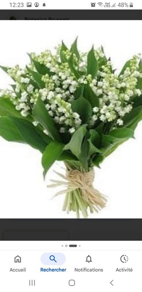 cherche muguet (voire l annonce), Tuin en Terras, Planten | Tuinplanten