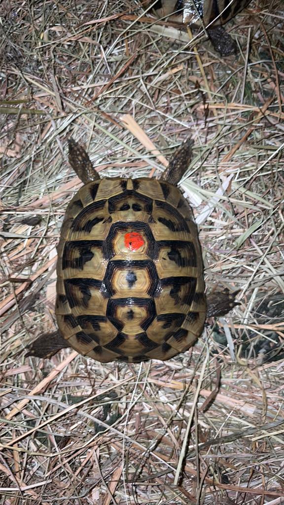 Volwassen Boetgeri seb heman-schildpad, Ophalen