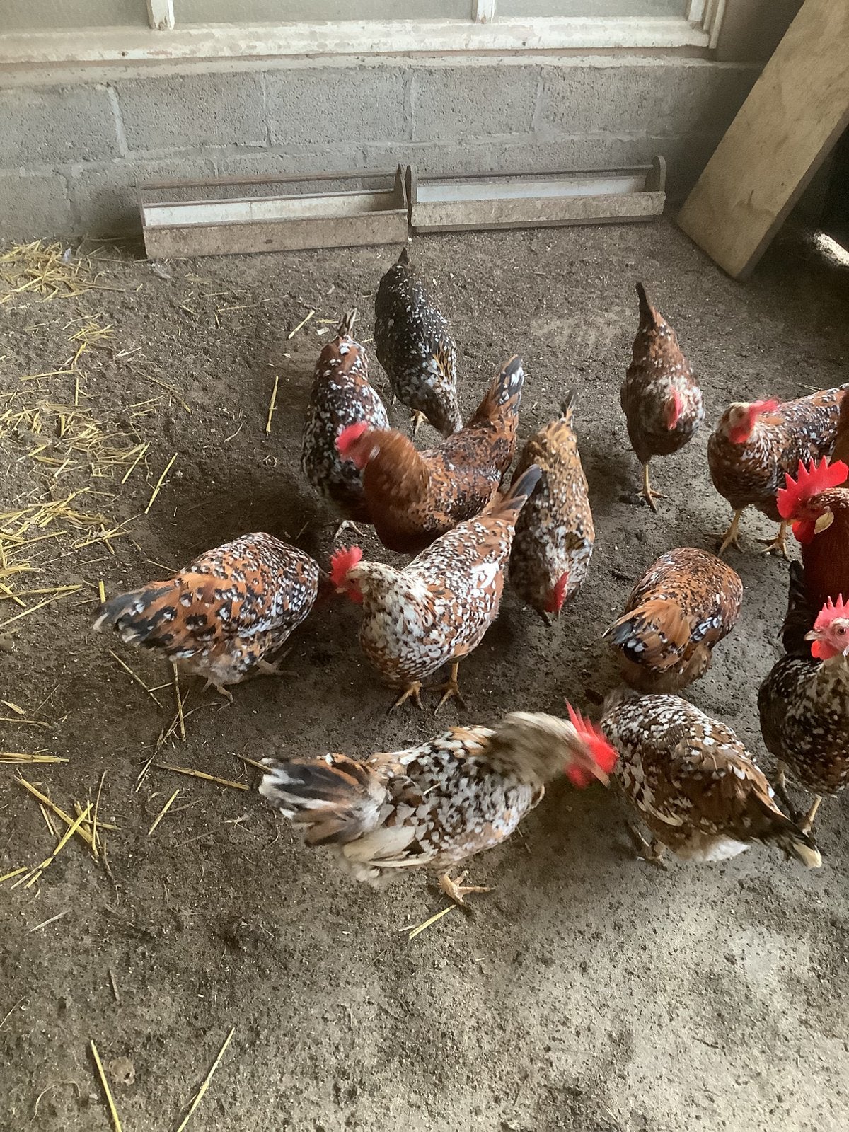 Broedeieren leghorn porselein, Dieren en Toebehoren, Ophalen, Nieuw