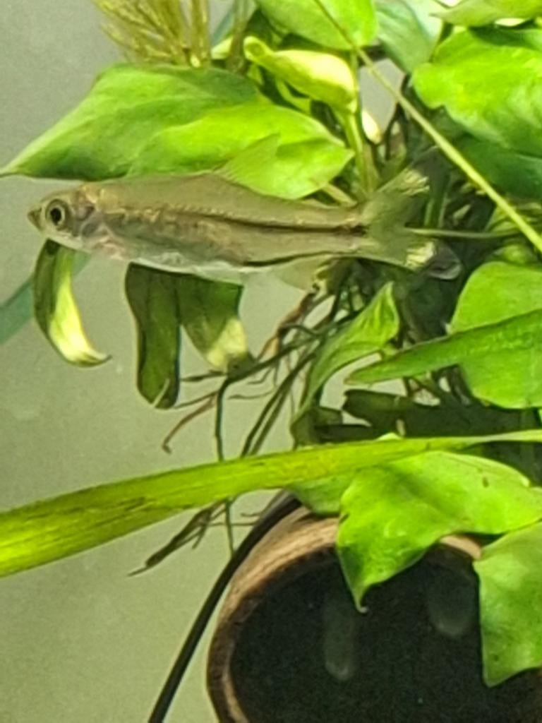 Rasbora trilineata  ( knipstaartvis), Dieren en Toebehoren, Vissen | Aquariumvissen, Vis