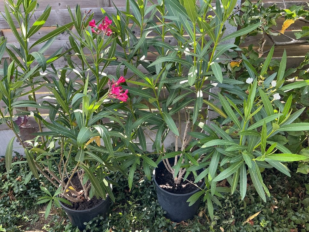 Olijfboom , oleander, keukenlaurier, agapanthus, Tuin en Terras, Planten | Tuinplanten, Ophalen