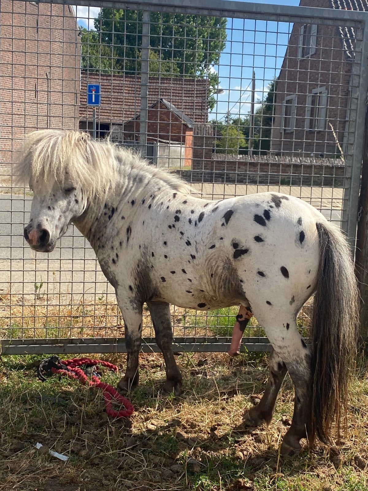 Mini-cheval, petite taille, prix demandé 700€, Étalon, Avec puce électronique, 3 à 6 ans