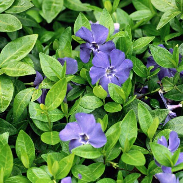 Vinca minor/ maagdenpalm, Tuin en Terras, Planten | Fruitbomen, Ophalen