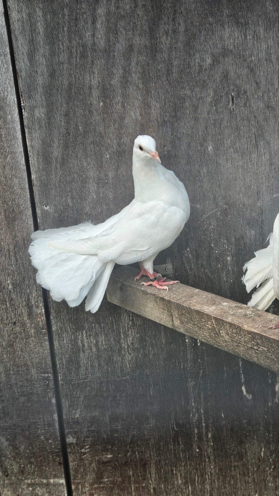 pauwstaart jong, Dieren en Toebehoren, Vogels | Duiven, Geslacht onbekend
