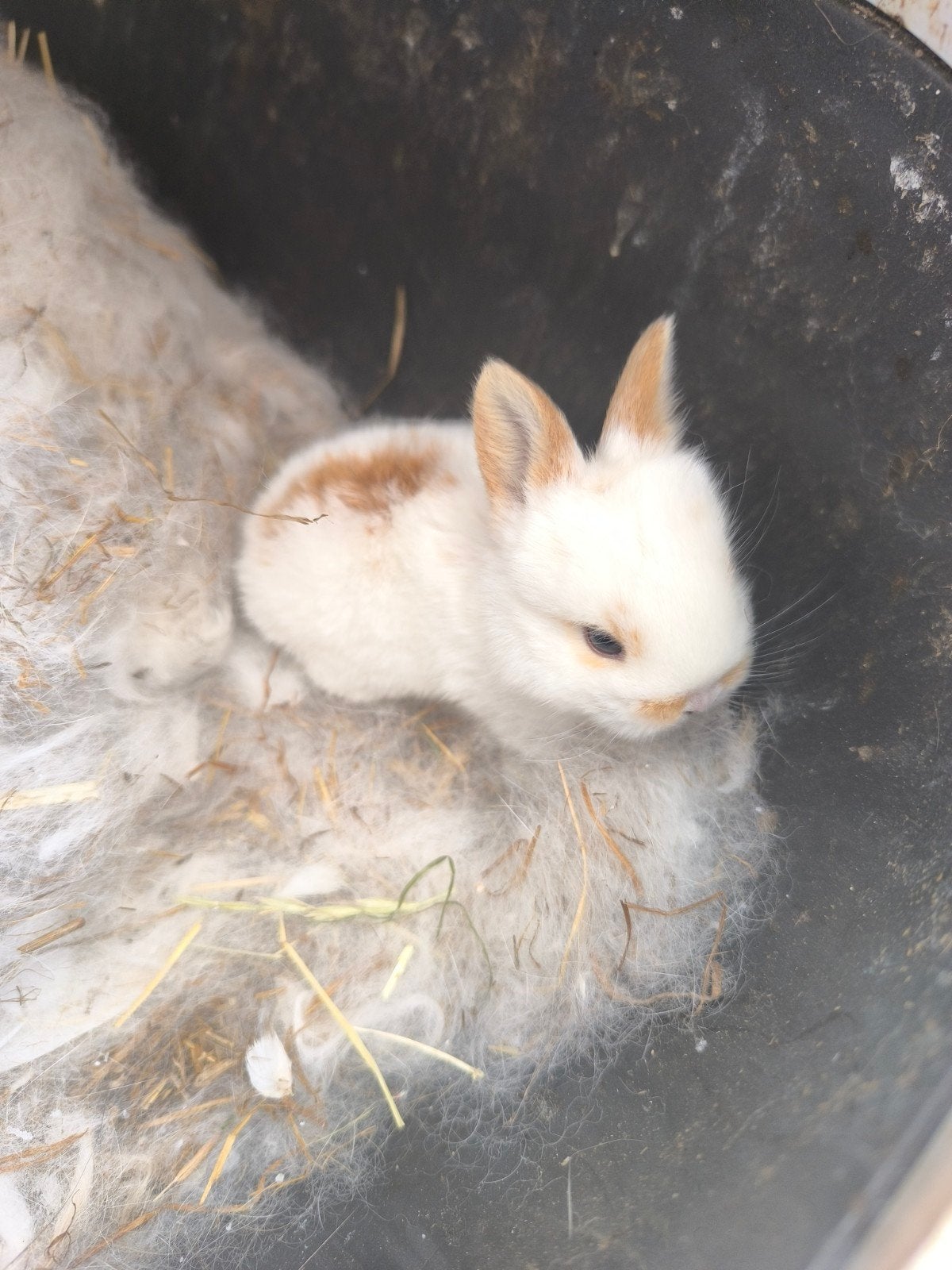 Konijnen gezinnetje, Dieren en Toebehoren, Konijnen