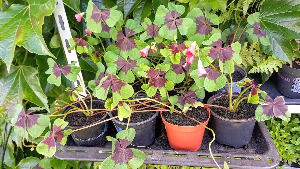 geluksklavertje / oxalis deppei, Ophalen