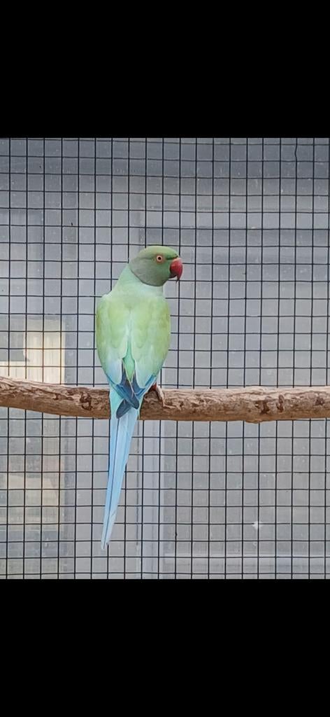 Blauw pastel opaline split bleekstaart man 2024, Dieren en Toebehoren, Geringd