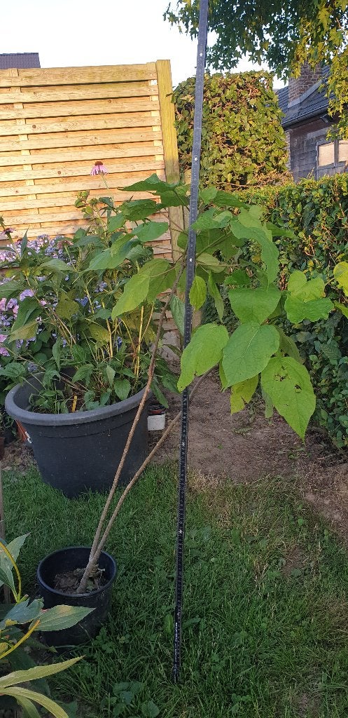 Catalpa's, Tuin en Terras, Lente, 100 tot 250 cm, Dakboom, Ophalen