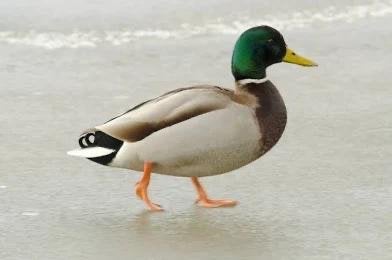 Wilde eend, Meerdere dieren, Eend