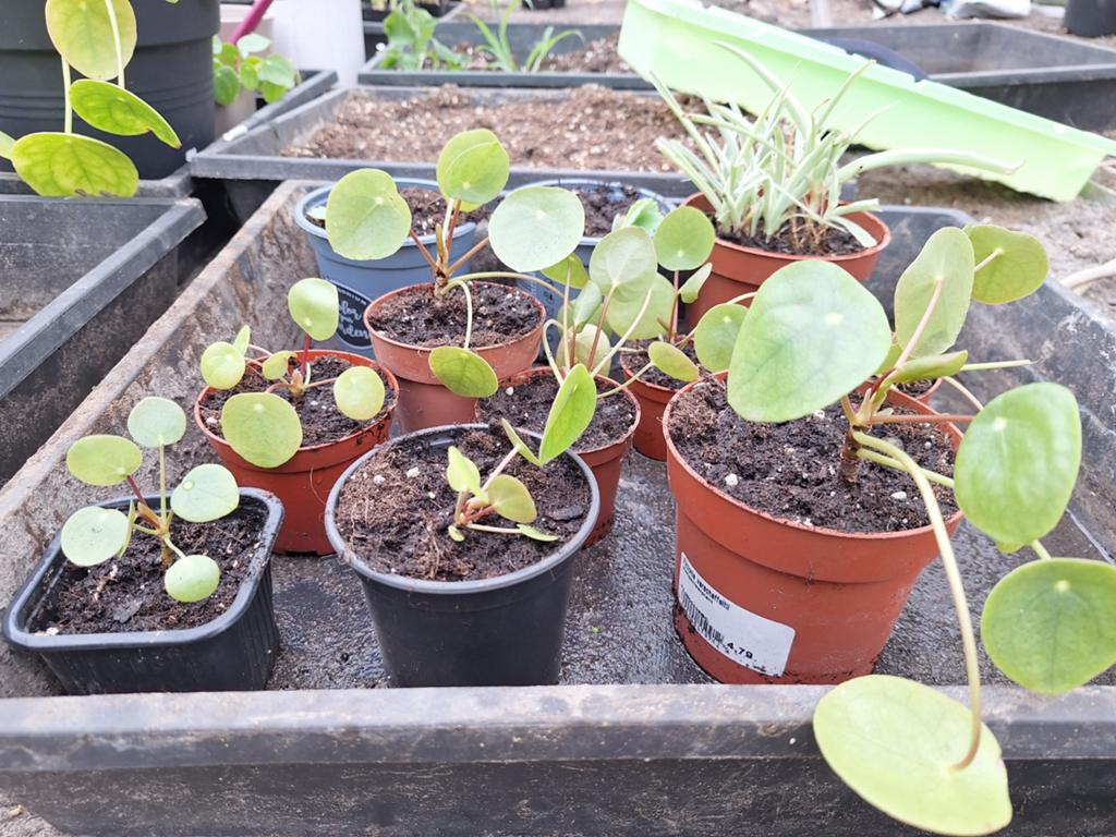 Pannenkoekenplantjes te ruil, Ophalen