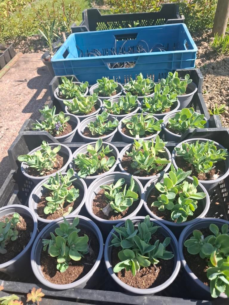 Sedum, Tuin en Terras, Ophalen