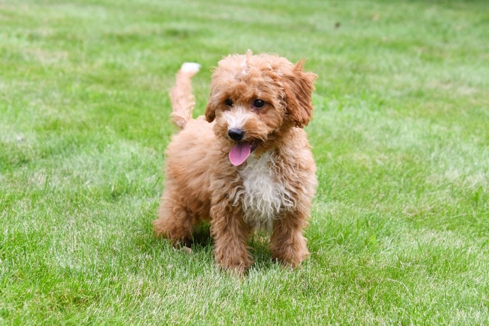 Chiots Maltipoo à vendre