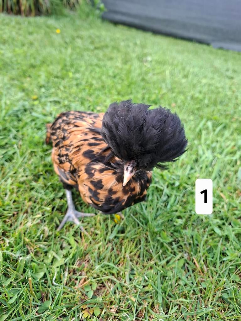 Padua kuikens kuifhoen 19-3, Dieren en Toebehoren, Pluimvee, Vrouwelijk, Kip