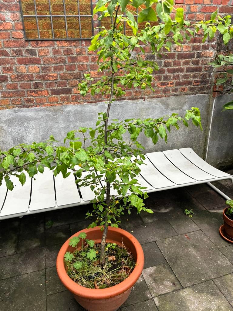 Appelboom, Tuin en Terras, Planten | Tuinplanten, Ophalen, Vaste plant, Fruitplanten
