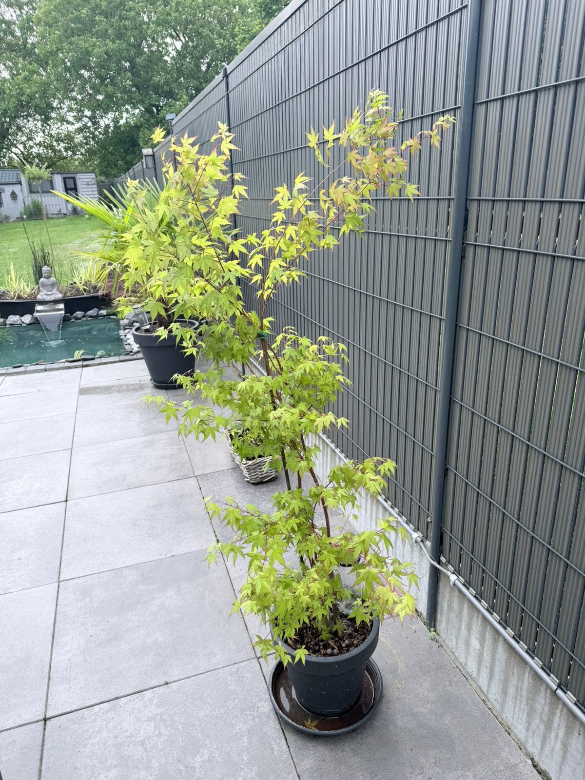 Magnifique erable (acer), Jardin & Terrasse, Enlèvement