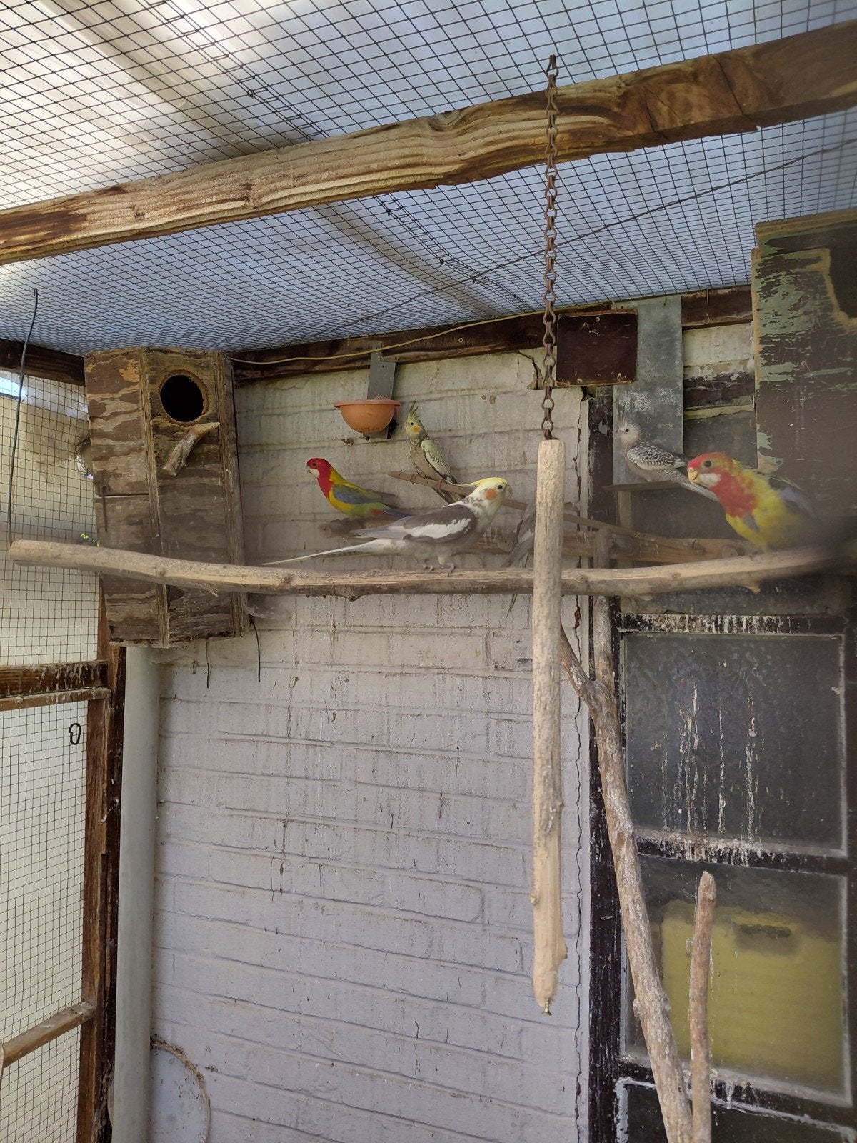 Rosellas