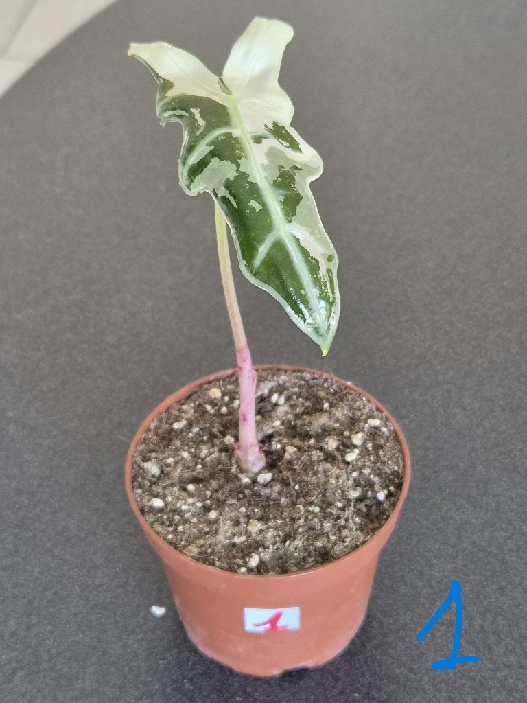 Alocasia Nobilis Pink, Huis en Inrichting, Kamerplanten, Ophalen of Verzenden