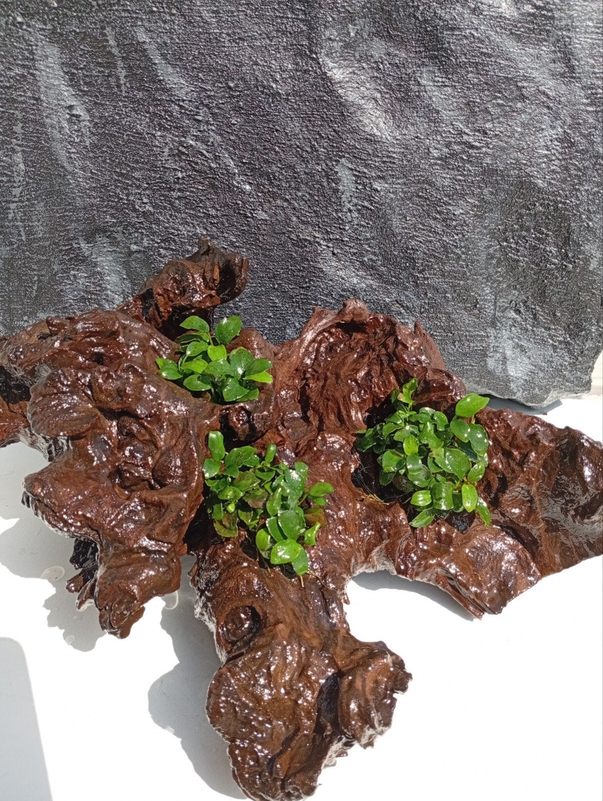 Hout met Anubias planten, Ophalen