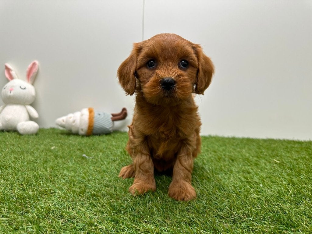 Portée de chiots Cavapoo (F2) 2, Animaux & Accessoires, Maladie de Carré (chiens), Plusieurs, Belgique, Plusieurs animaux