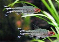 Hobbyaquarium Roodkopzalm / mooie op maat, Vis, Zoetwatervis, Schoolvis