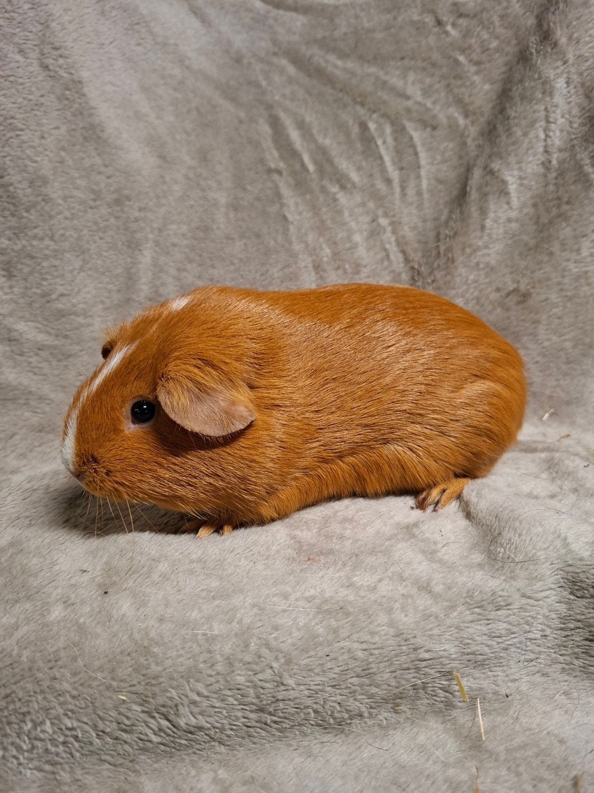 buff wit cavia zeugje, Dieren en Toebehoren, Maart, Cavia
