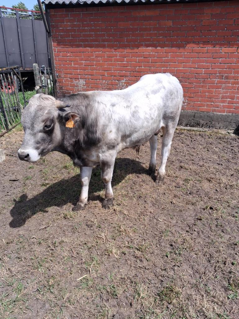 Dekstiertjes piemontees,  limousin, Mâle, 0 à 2 ans