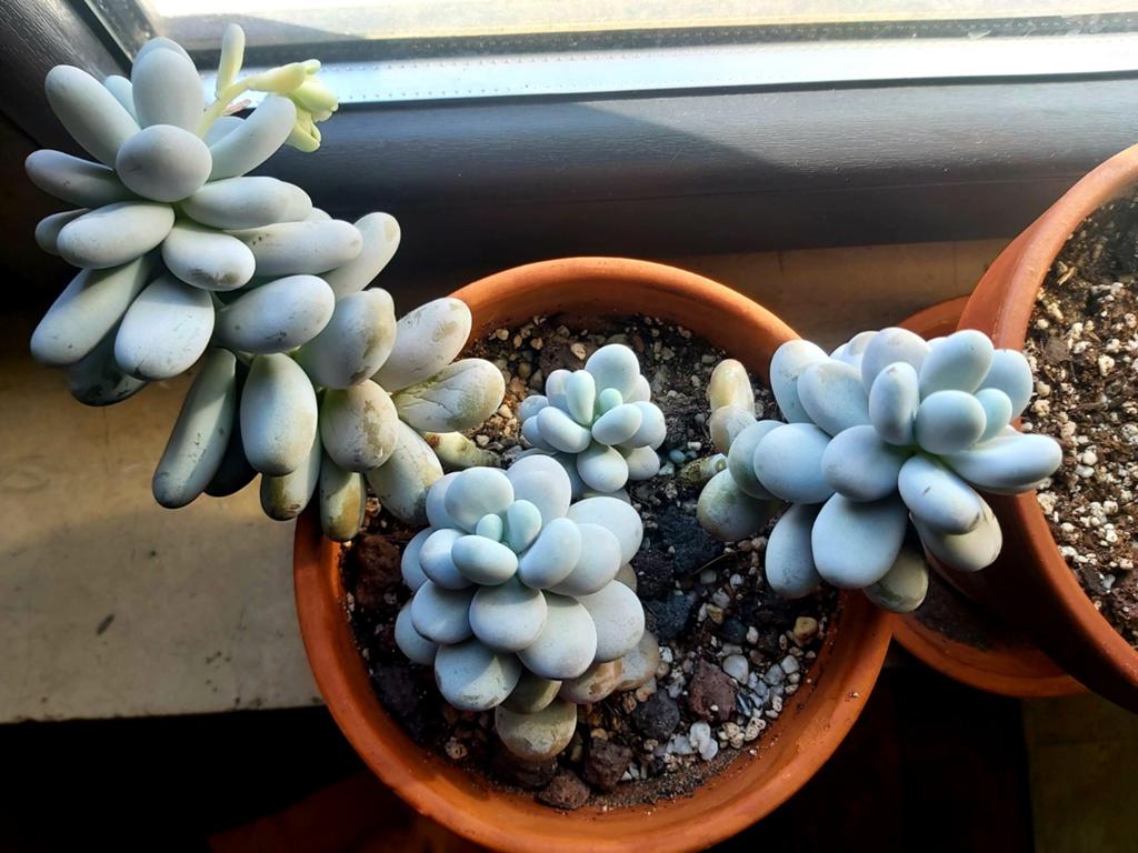 Pachyphytum oviferum, Ophalen, Cactus