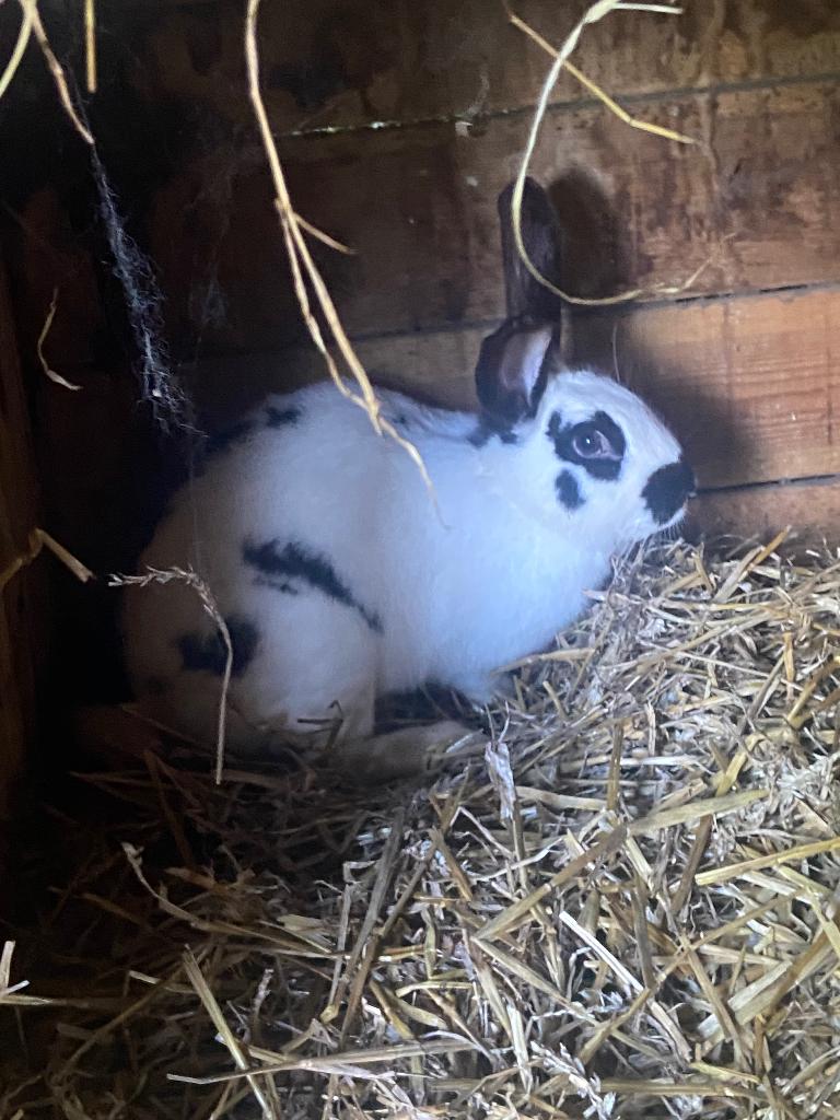 Jonge voedster (1 jaar oud), Dieren en Toebehoren, Konijnen, Vrouwelijk, Middelgroot, 0 tot 2 jaar