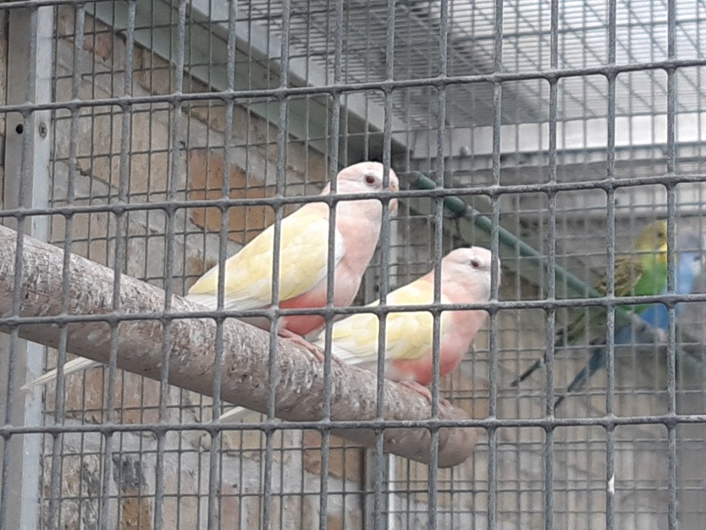 Bourkes, Animaux & Accessoires, Oiseaux | Perruches & Perroquets, Plusieurs animaux, Perruche