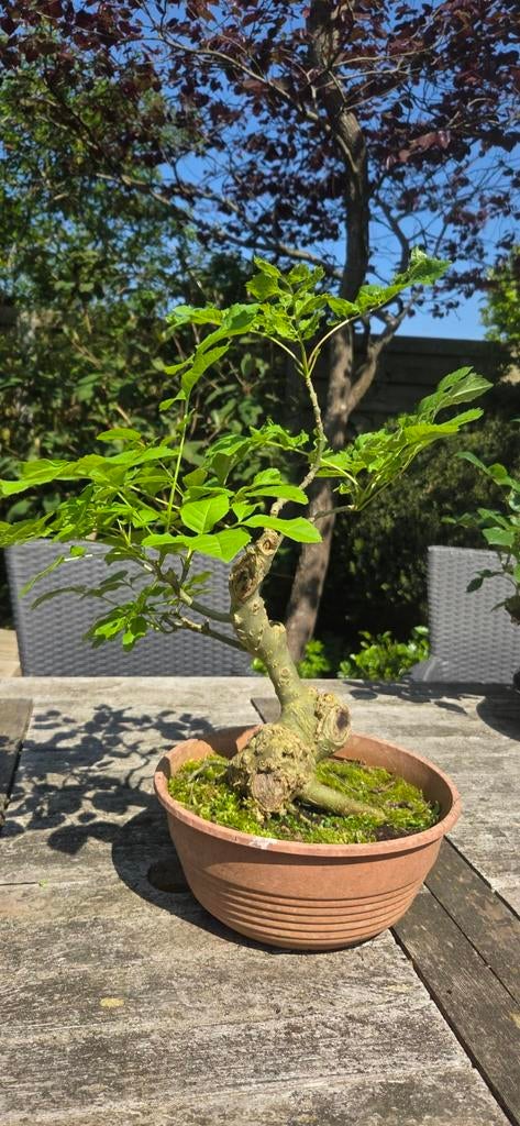 Bonsai Els, Tuin en Terras, Planten | Bomen, Ophalen