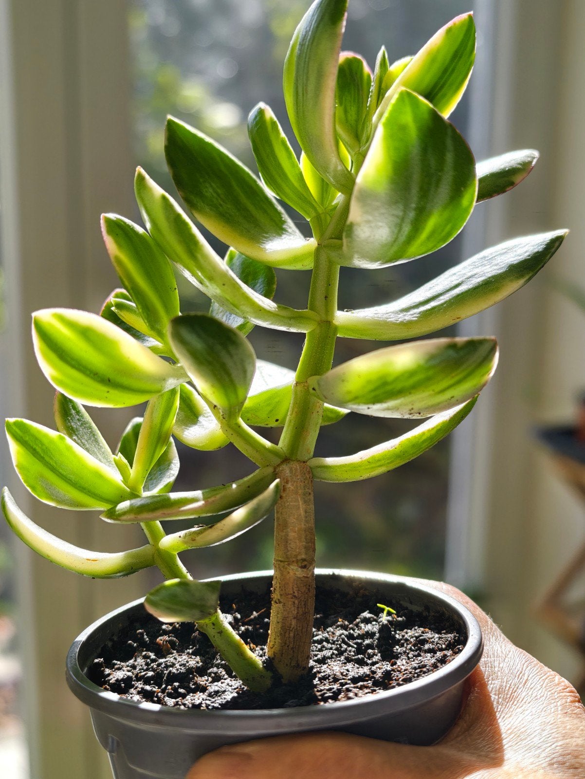 Mooie Crassula ovata 'Lemon & Lime' ( Jadeplant ), Ophalen, Vetplant