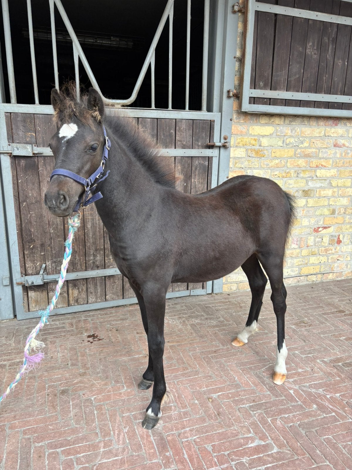 zwart welsh merrie veulen, Poney de récréation, 0 à 2 ans, Non dressé, Jument