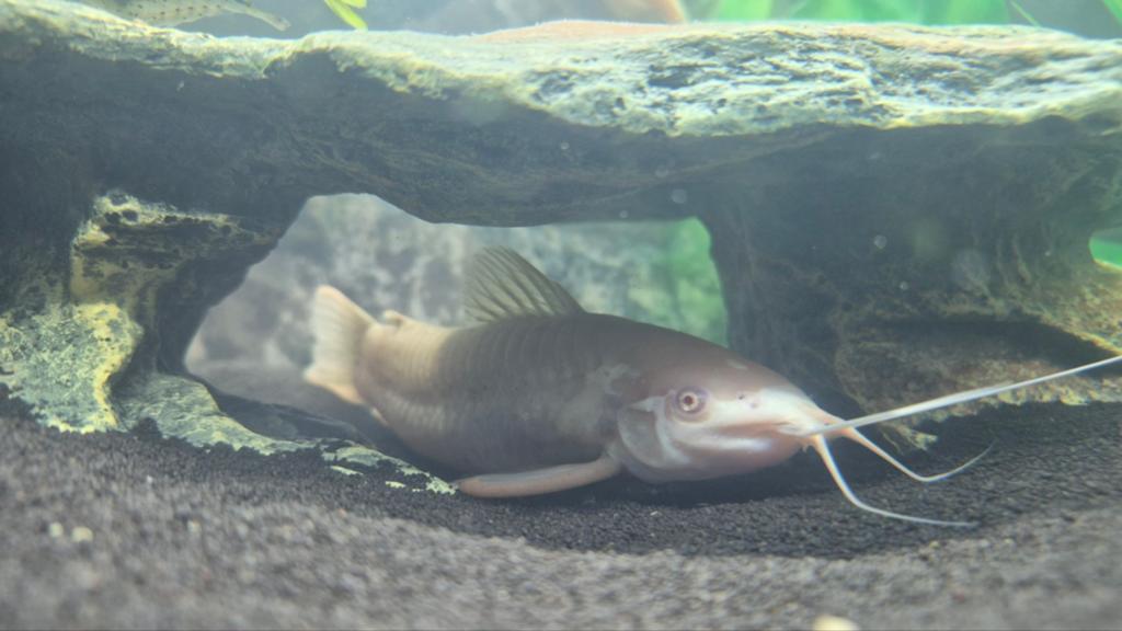 Kwikwi (katvis), Dieren en Toebehoren, Vissen | Aquariumvissen