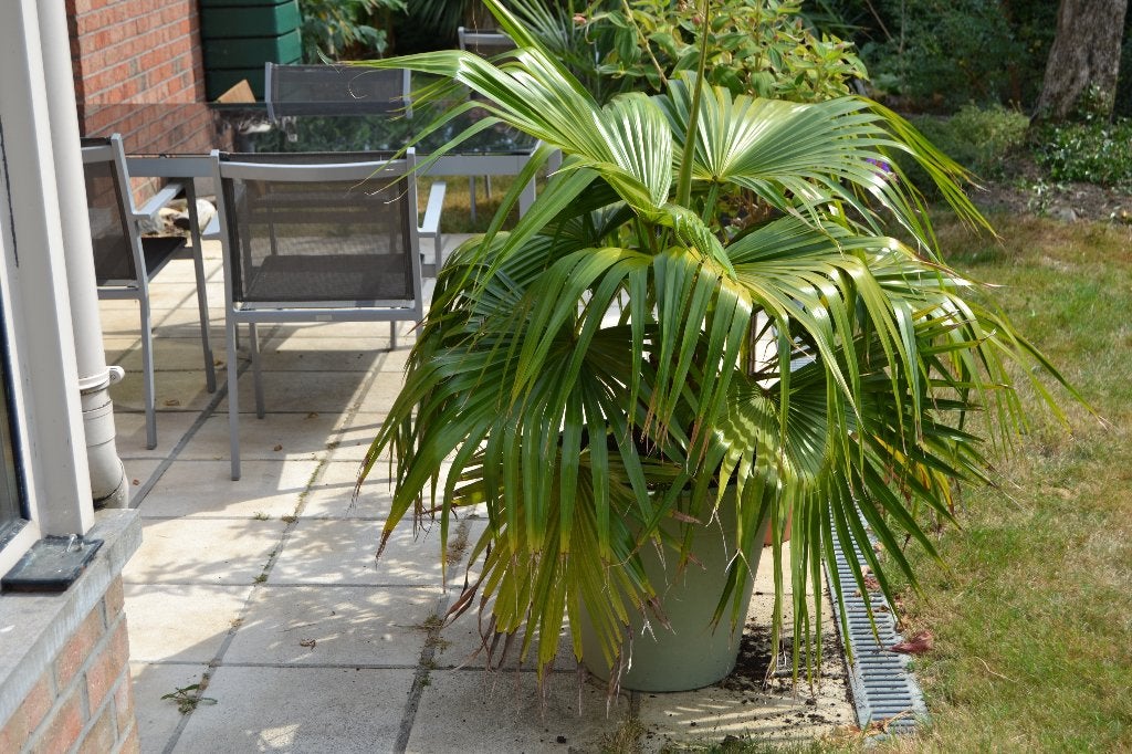 palmboom livinstonia chinensis, Tuin en Terras, Planten | Tuinplanten, Vaste plant, Halfschaduw, Zomer, Ophalen