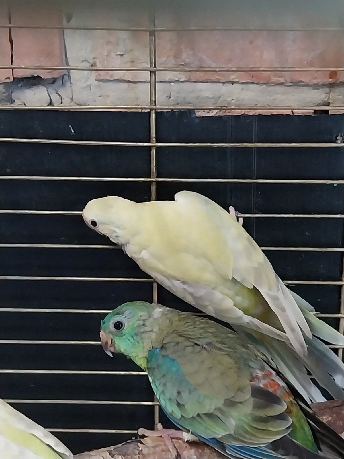 Roodruggen, Meerdere dieren, Parkiet, Geringd