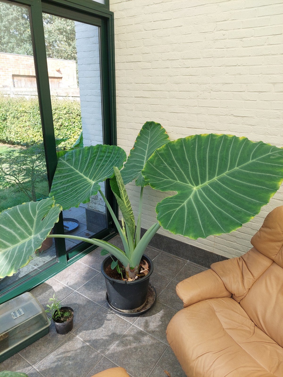 Reuzenolifantsoor Leucocasia gigantea STEKJES, Ophalen